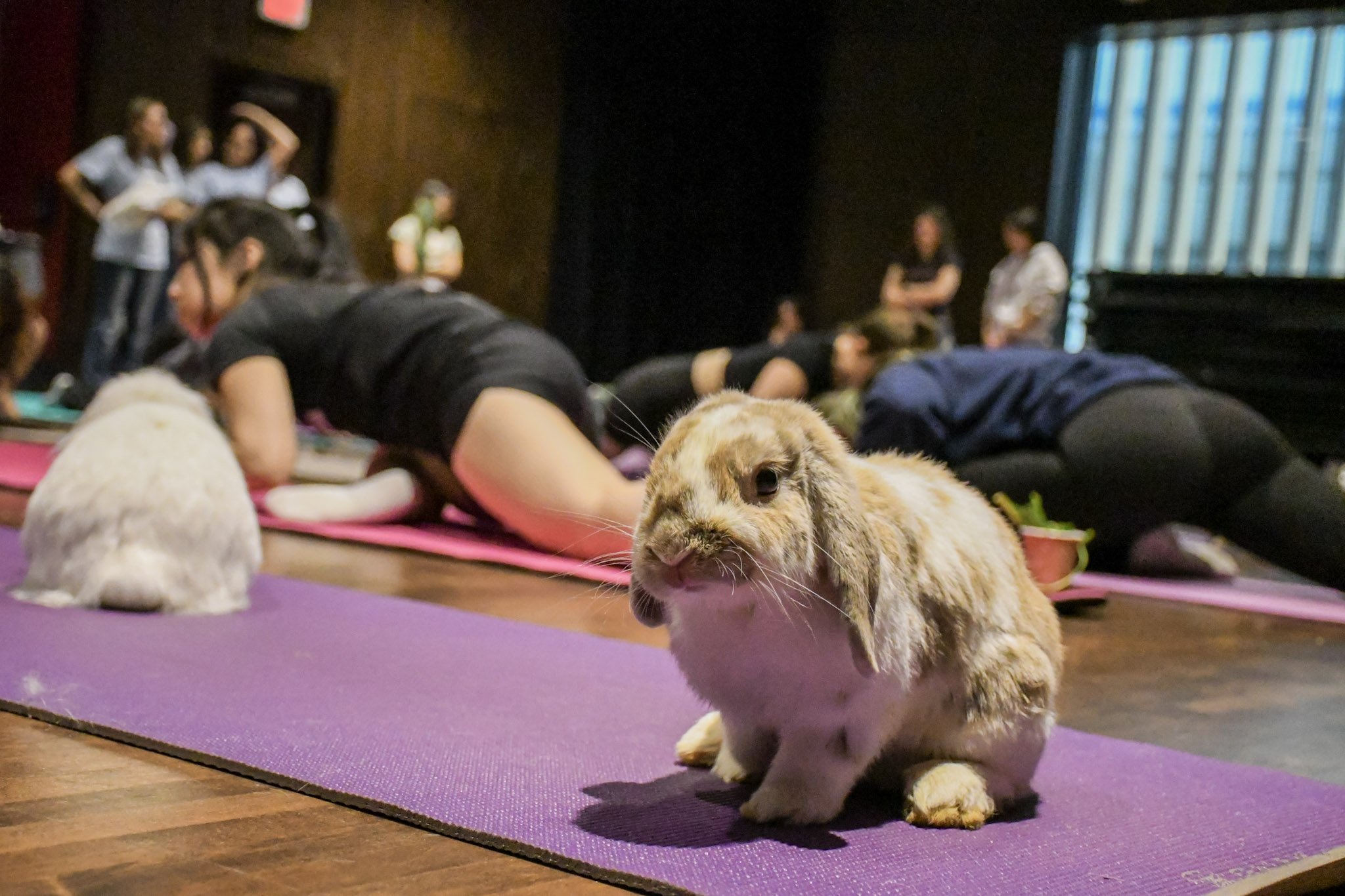 Bunny Pilates